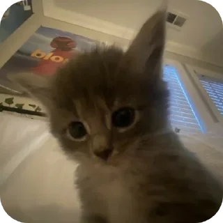 Мягкие всратыши @meowkyit 1