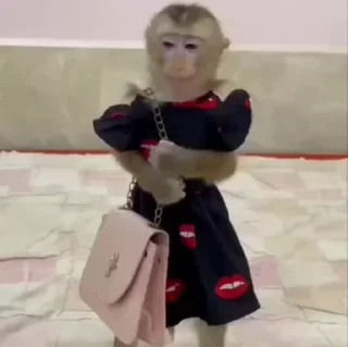 🌟