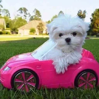 🚗