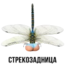 🐛