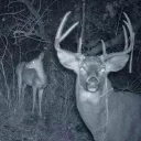 🦌
