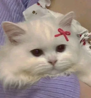 🥺
