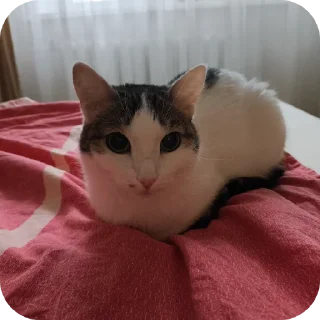 🐱
