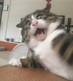 🐱