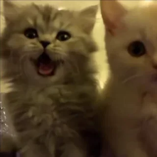 🐈‍⬛
