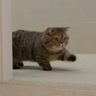 🐈