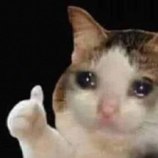 🐱