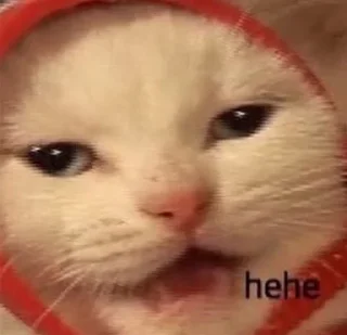 😸