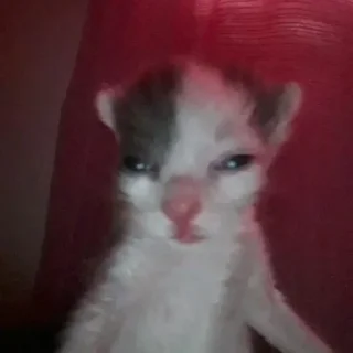 🐈‍⬛
