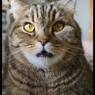 🤩