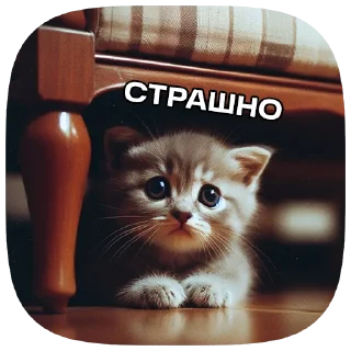 🙀