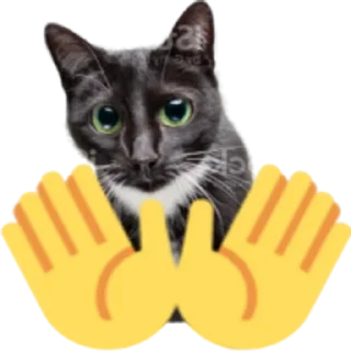 🤚