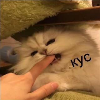 😼