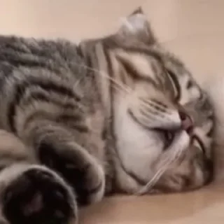 😴