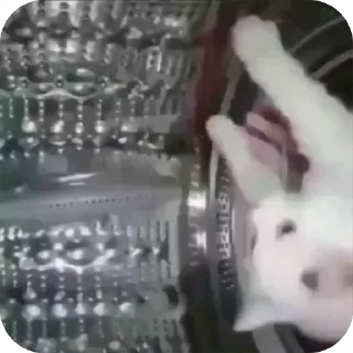 🤩