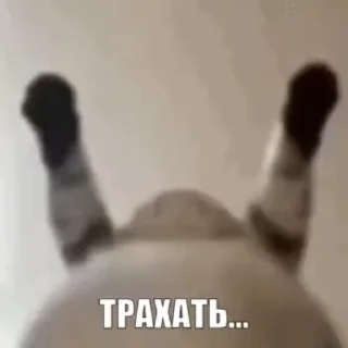 ⭐