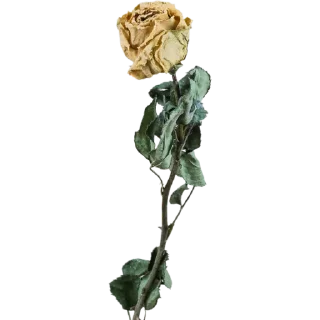 🥀