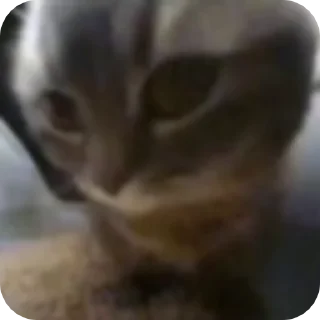 @just_a_humble_cat Cat Multiverse