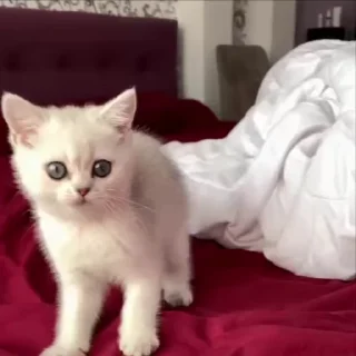 😠