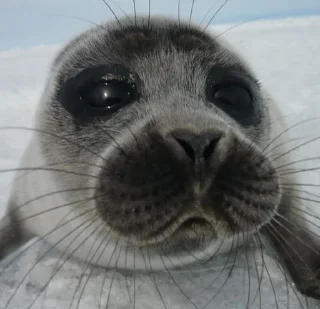 🥺
