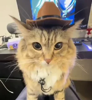 🌟