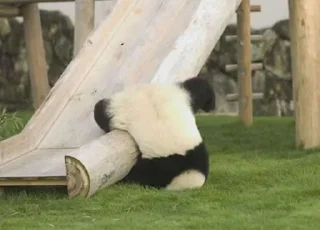 🐼