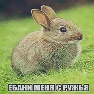 🐰