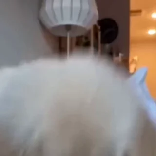 Пёсели @stickroom