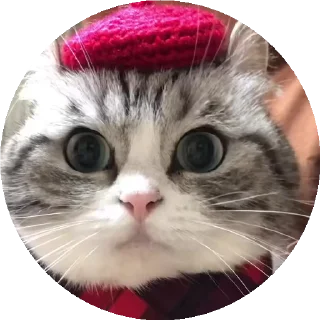 😺
