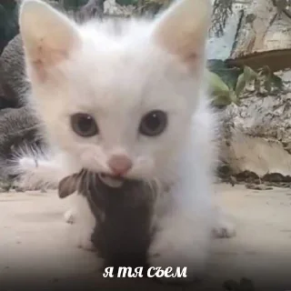 🐱