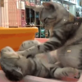 🐱
