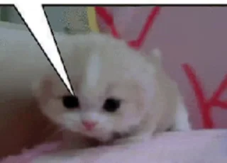 😿