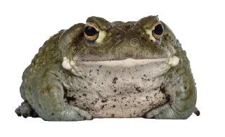 🐸