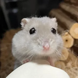 🥺
