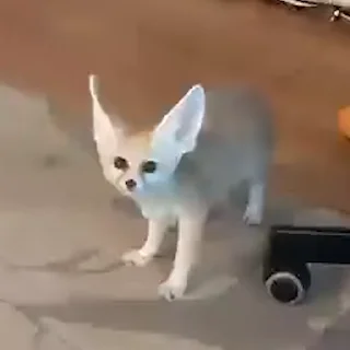 🦊