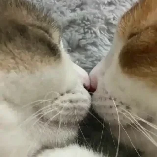 💋