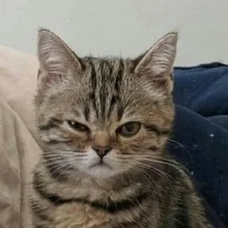😺