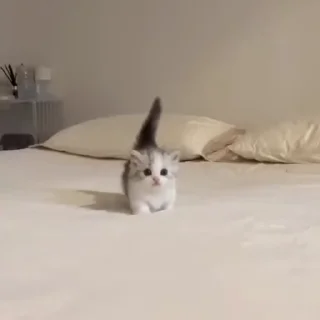 🌟