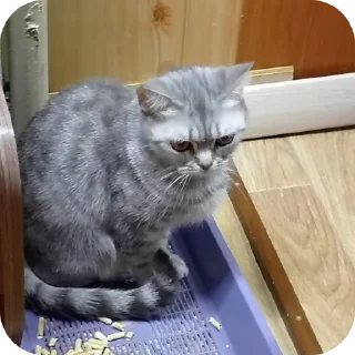 🐱