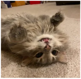 ฅ^•ﻌ•^ฅ