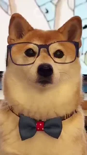 Shiba Inu Vimdeos @LegendaryKeys