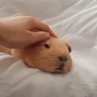 🐹