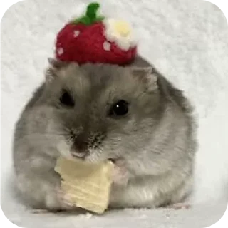 🐾