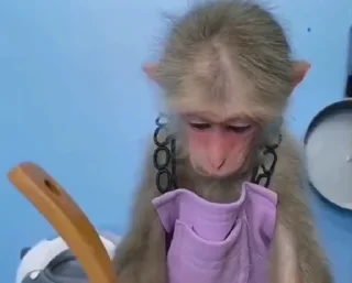 🐒