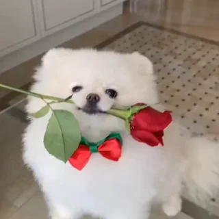 🤩