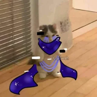 🐱