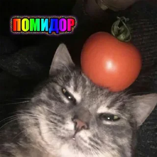 🍅
