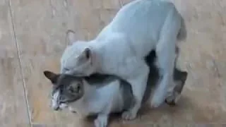 🌚