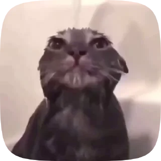 😺