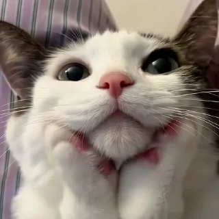 🐈‍⬛️